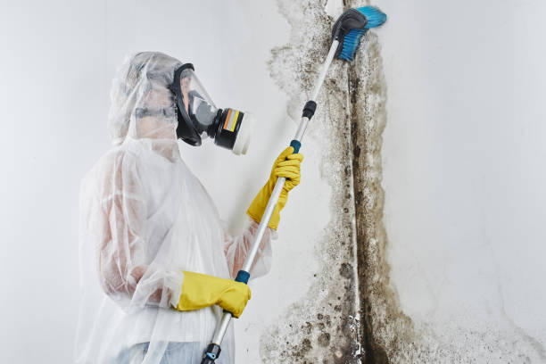 Trusted Wellington, KS Mold Removal Experts
