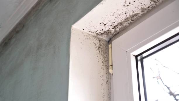 Best Toxic Mold Removal  in Wellington, KS