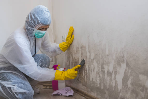 Best Residential Mold Removal  in Wellington, KS