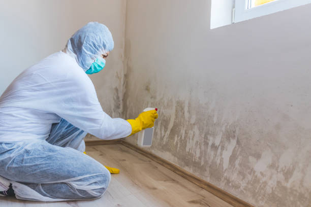 Best Mold Damage Repair  in Wellington, KS