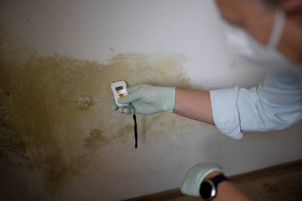 Best Home Mold Removal  in Wellington, KS