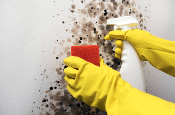 Best Home Mold Removal  in Wellington, KS