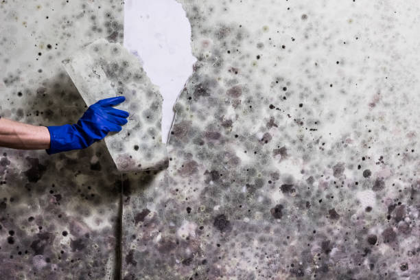 Best Local Mold Removal Service  in Wellington, KS