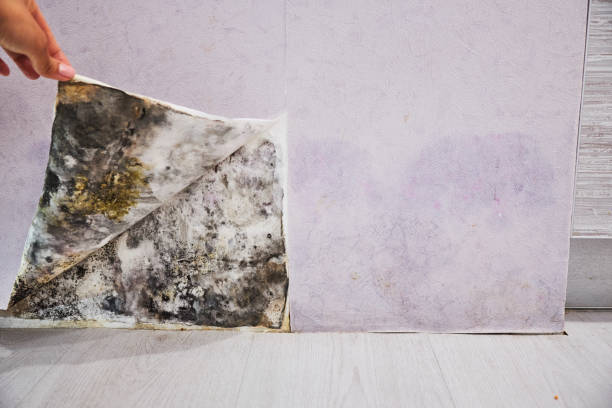 Best Mold Removal Near Me  in Wellington, KS